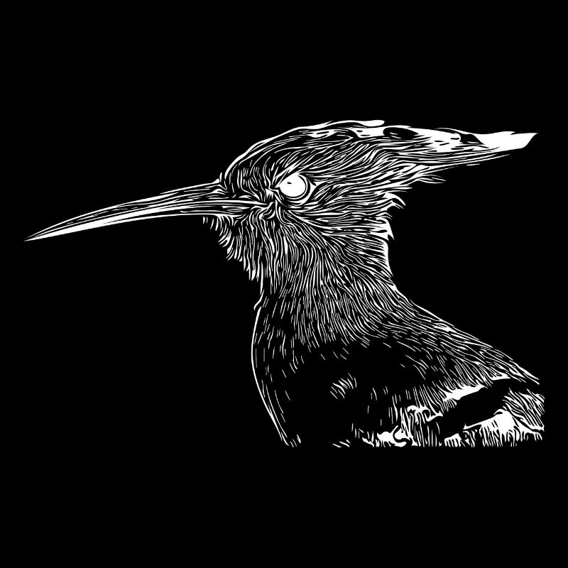 Wiedehopf Vogel