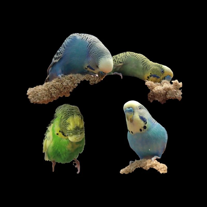 Budgies