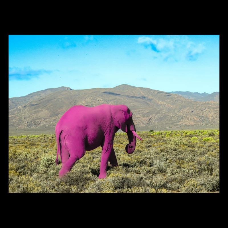 Éléphant rose dans la savane déserte