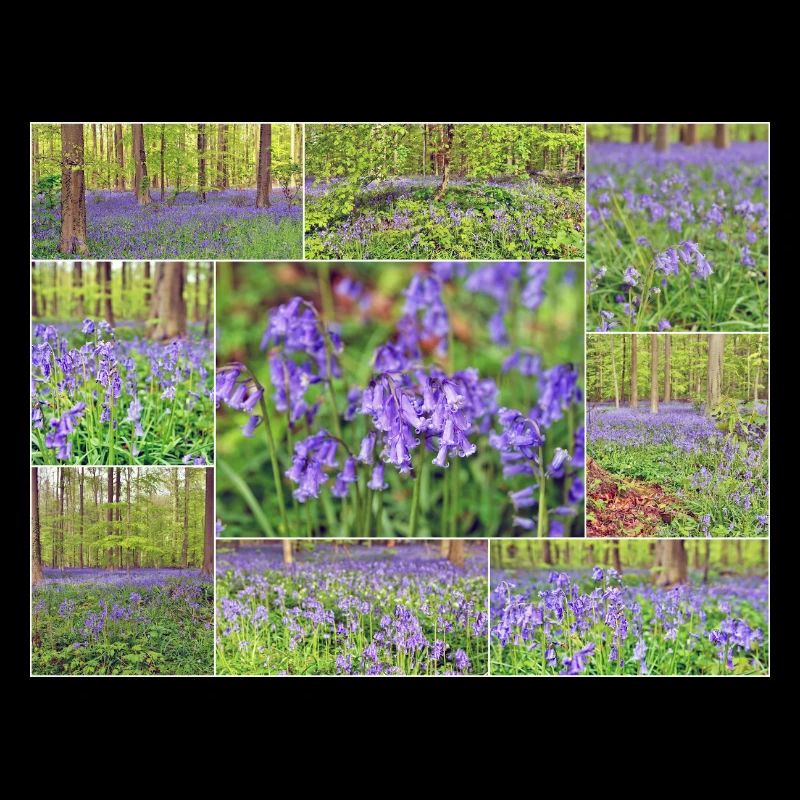 Purple Forest Wild Hyacinth Collage