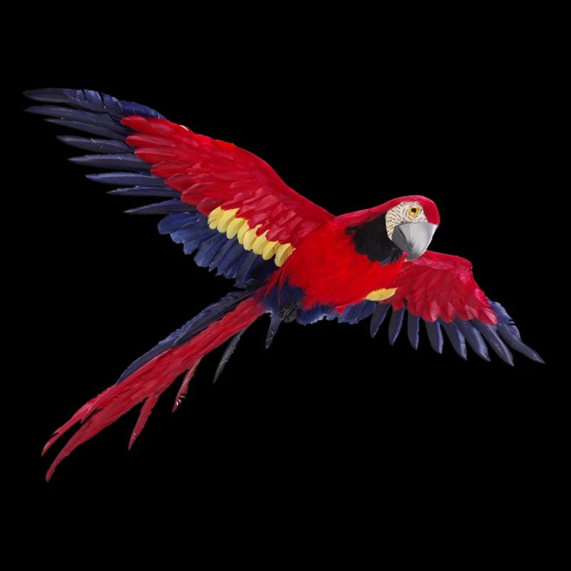 perroquet perroquet oiseau vogel1