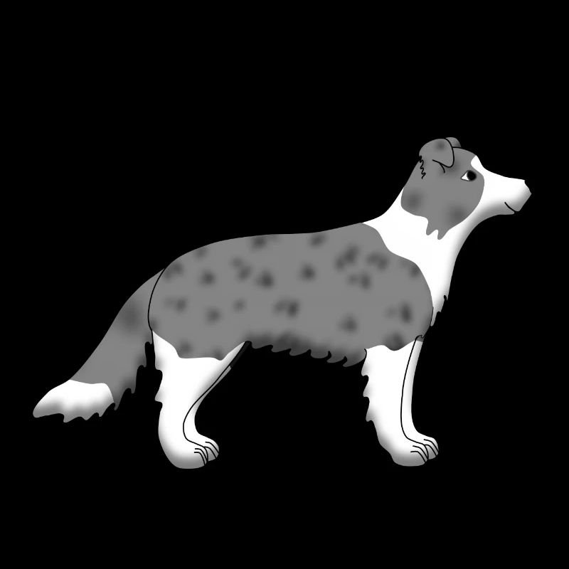 Border Collie blue merle