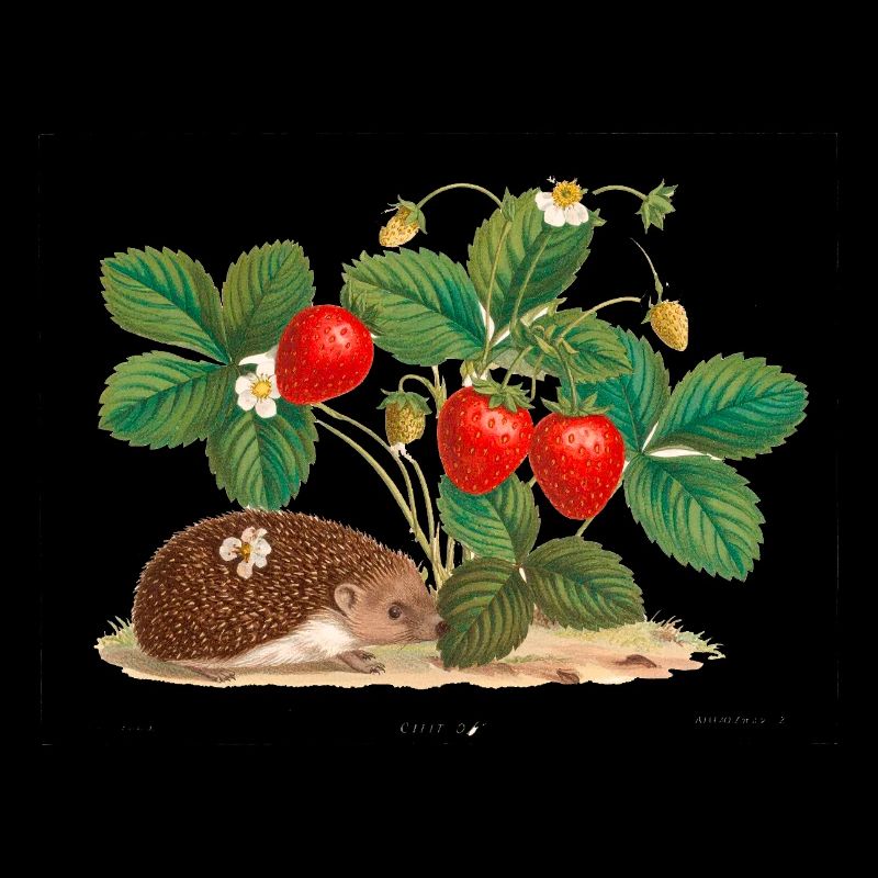 erdbeeren,vintage,retro,zeichnung,Igel