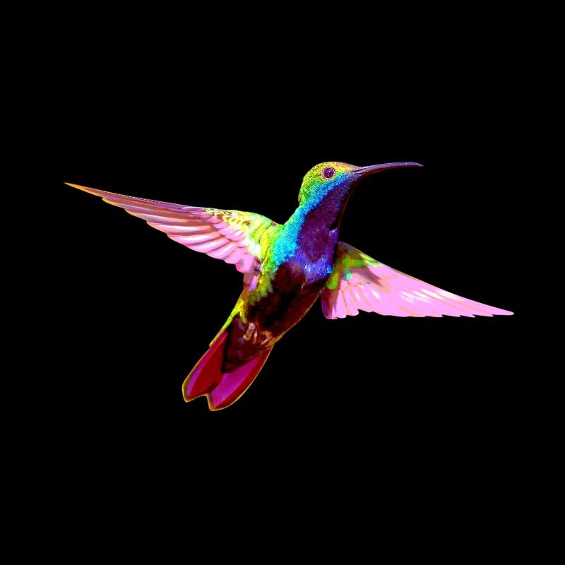 Bunter Kolibri