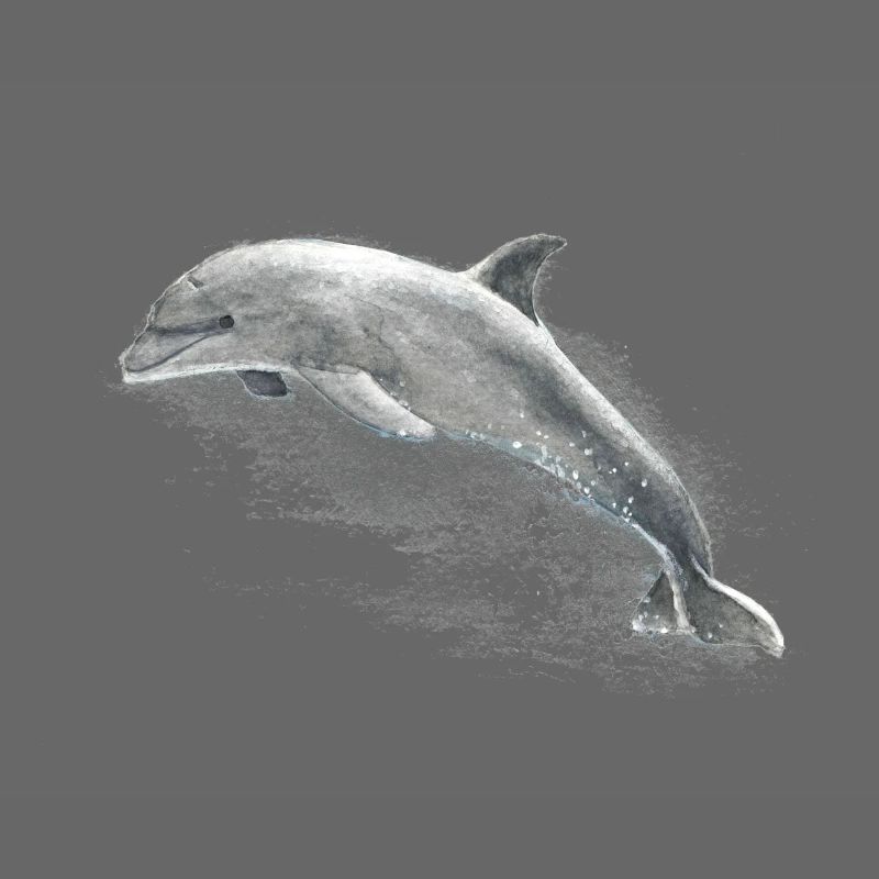 Delphin