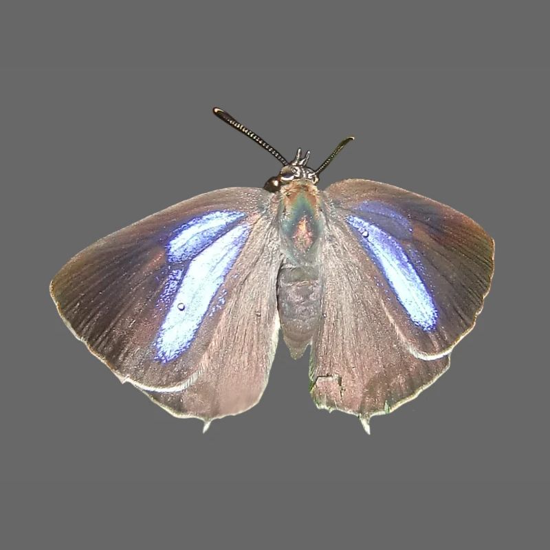 Blauer Eichen-Zipfelfalter