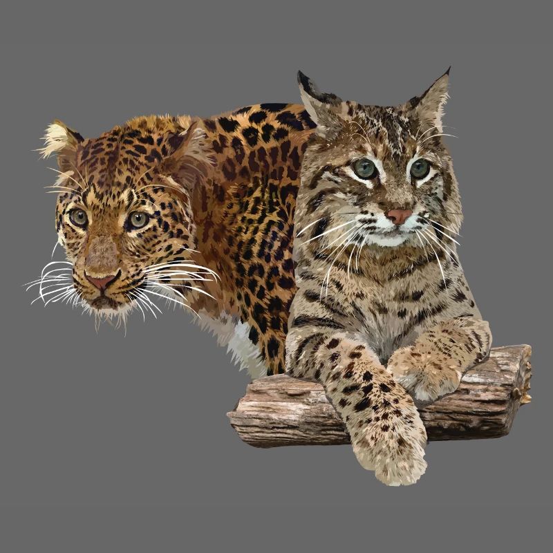 Leopard und Luchs