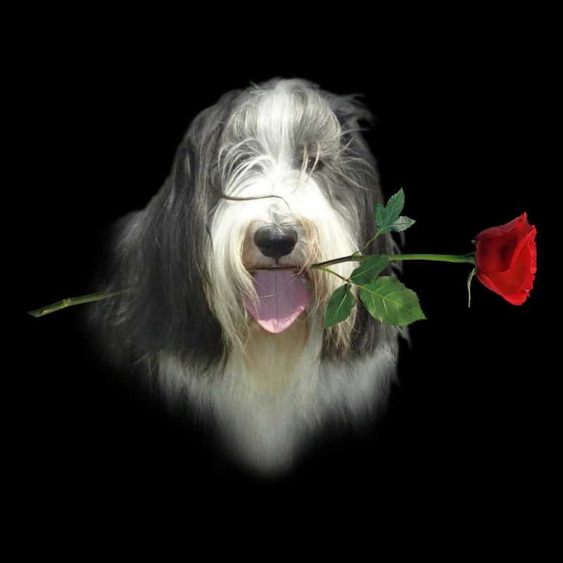 Bearded Collie-Rose