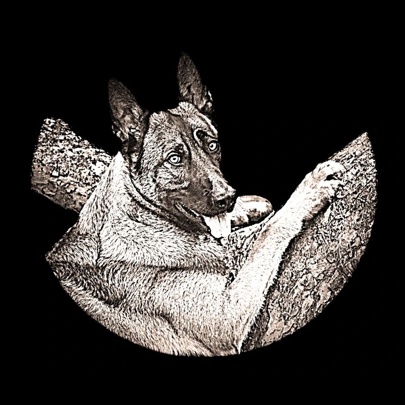 Malinois B1