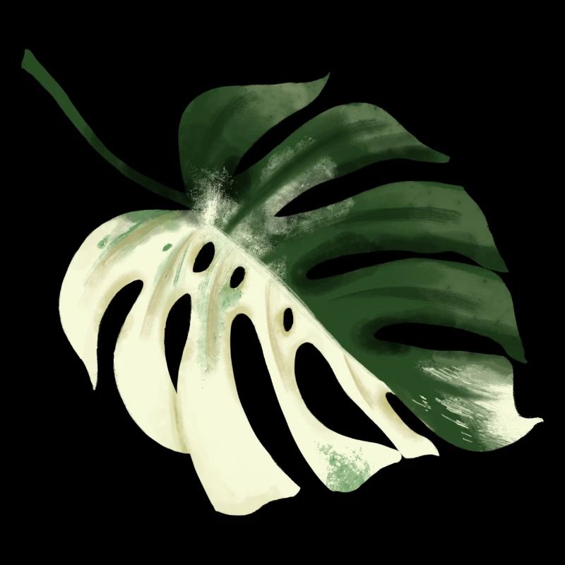 Conception premium Monstera