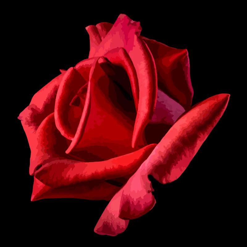 Rote Rose