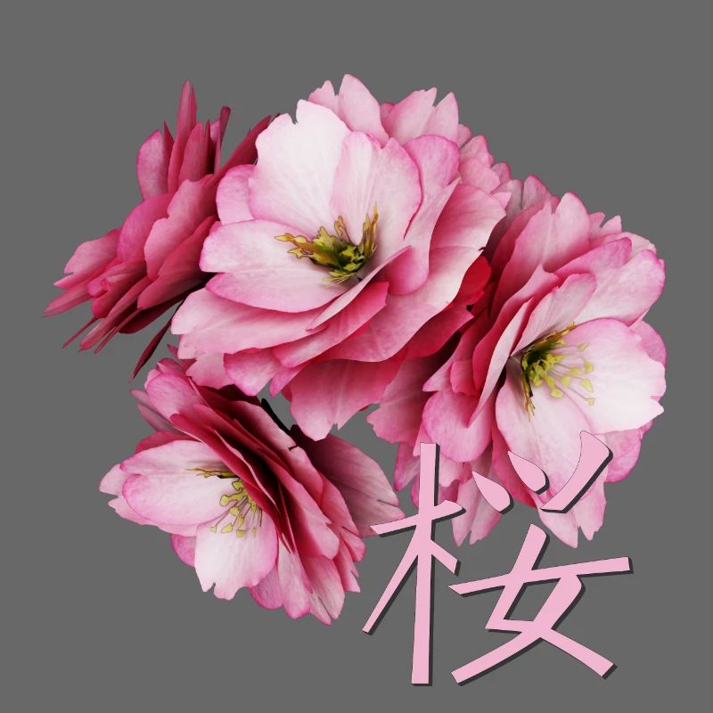 Cherry Blossom