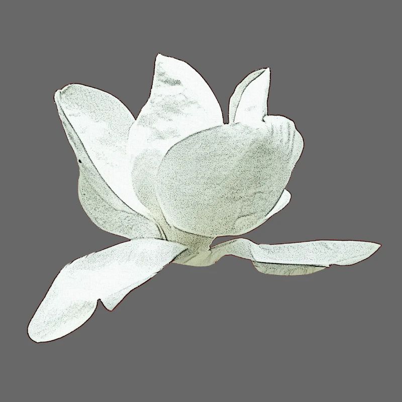 Ideen Muttertag, Magnolie seitlich