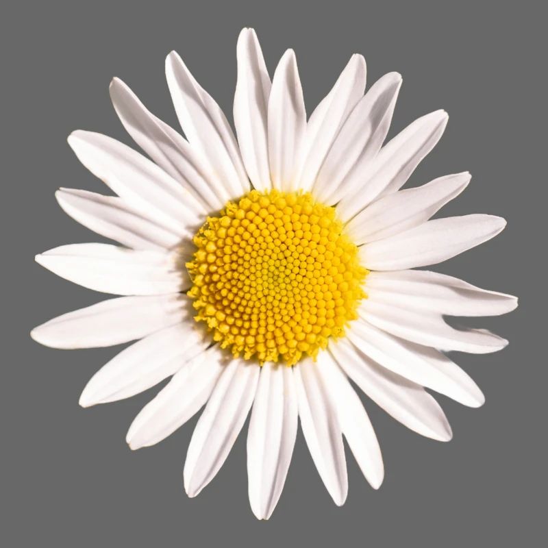 Gänseblümchen