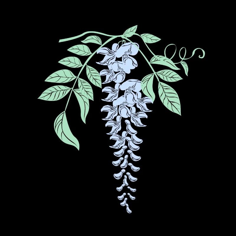 Glycine Fleurs de glycine