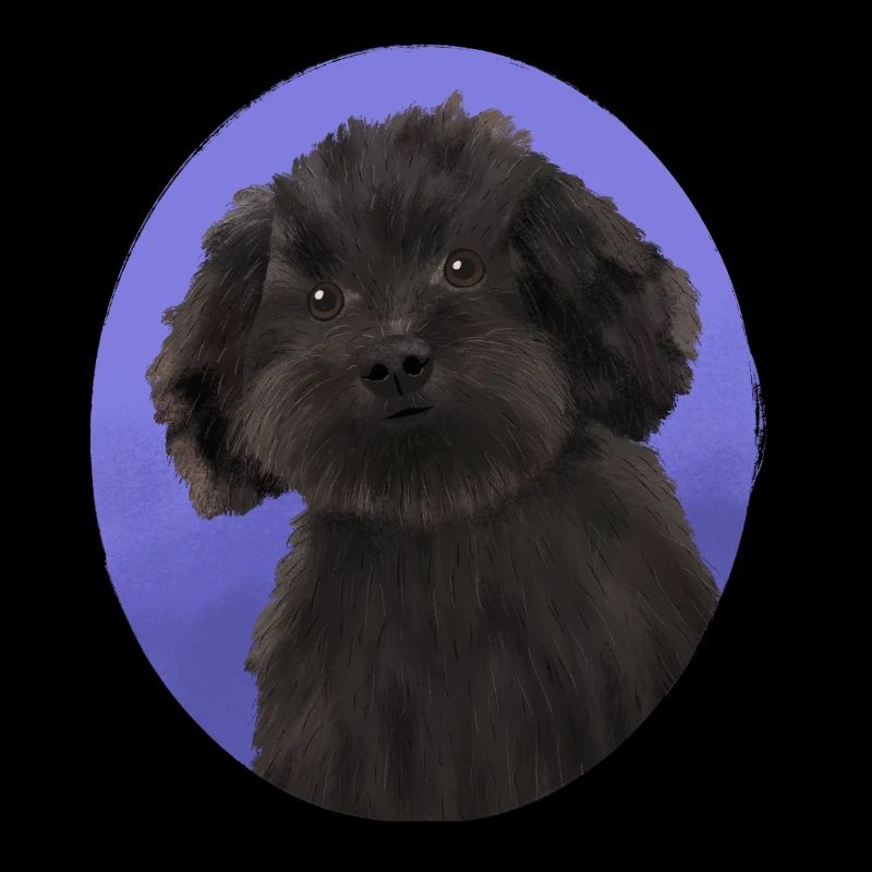 Hund Schwarzer kleiner Pudel