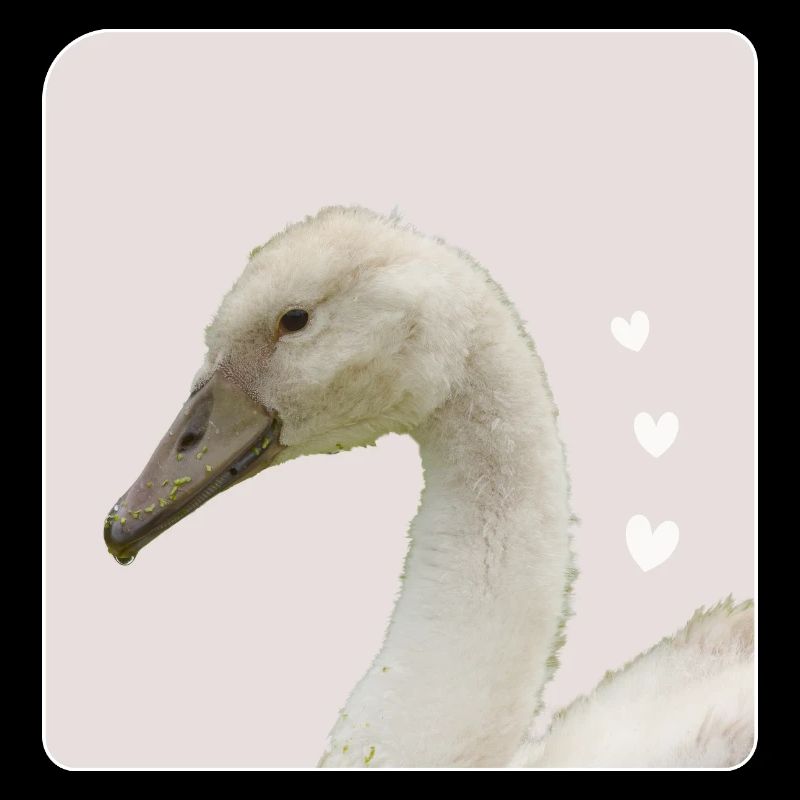 junger schwan weißer Schwan Höckerschwan