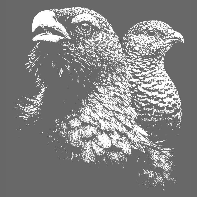 Auerhuhn und Weibchen