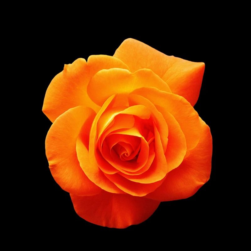 Orangene Blume
