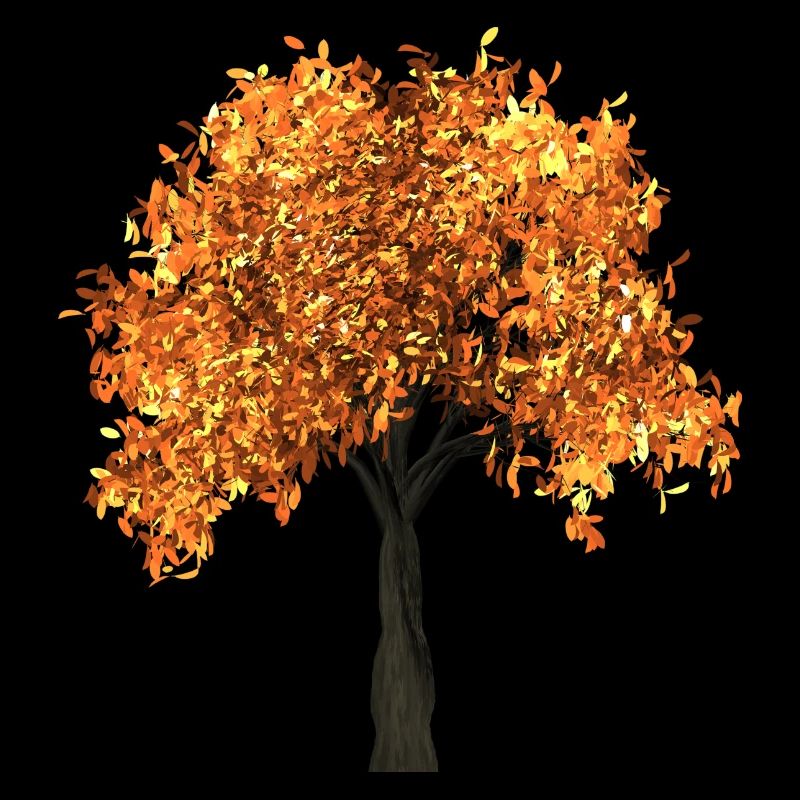 tree arbre blaetter automne branches isolée