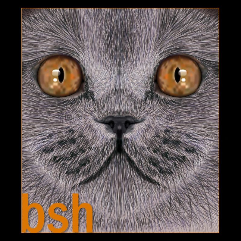 Britisch-Kurzhaar-Katze