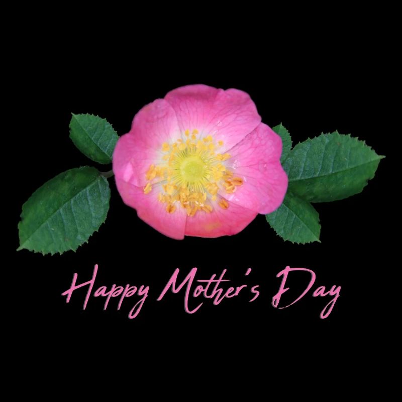mothers day rose
