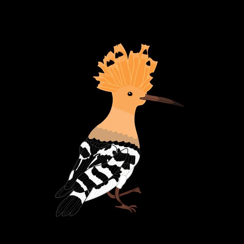 Wiedehopf Vogel