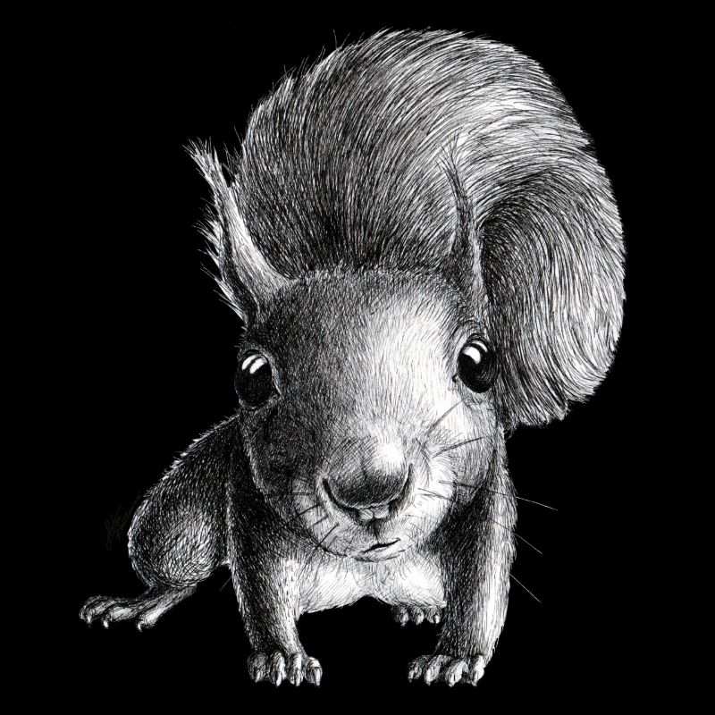 Eichhörnchen