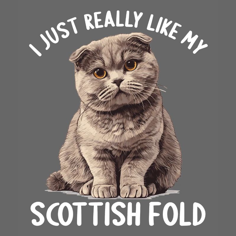 Scottish Fold Kitten Scottish Fold chat