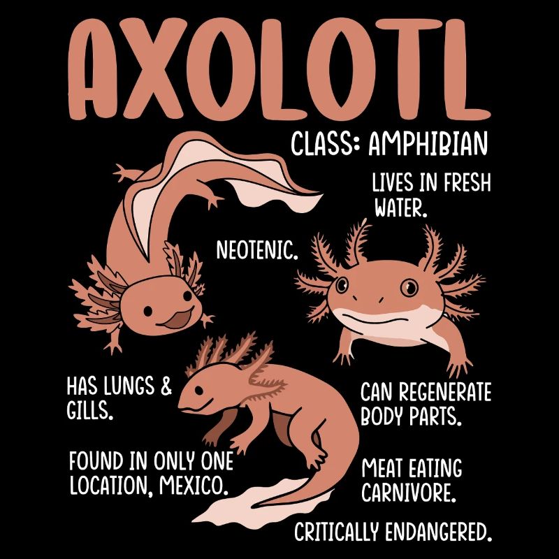 Faits sur l’axolotl – Conception amusante d’amphibiens