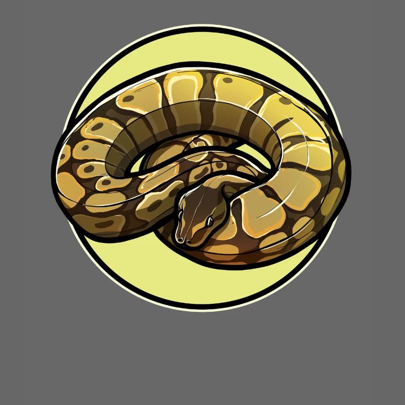 Ball Python Königspythons Königspython