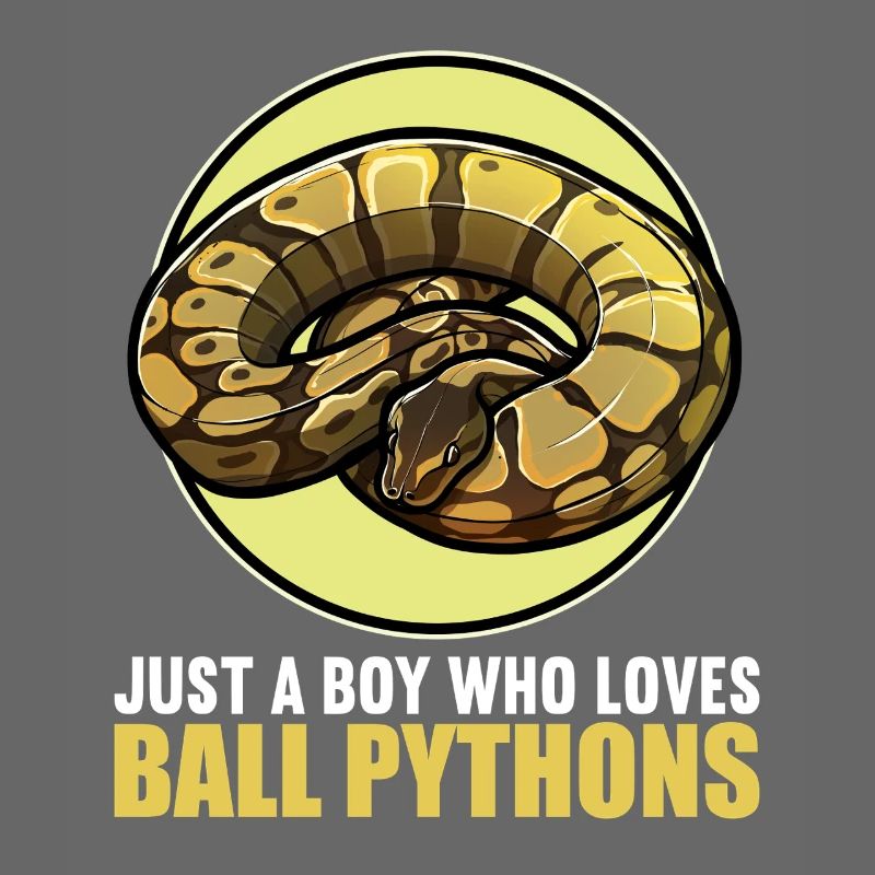 Ball Python Königspythons Königspython