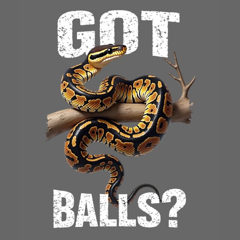 Python roi Serpents Amateurs de terrarium Python