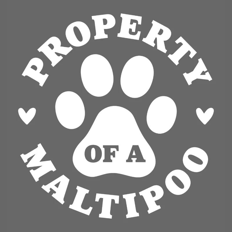 Eigentum eines Maltipoo