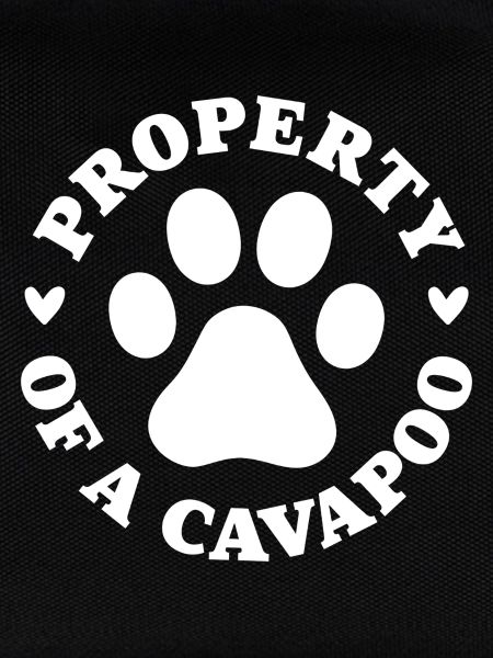 Eigentum eines Cavapoo