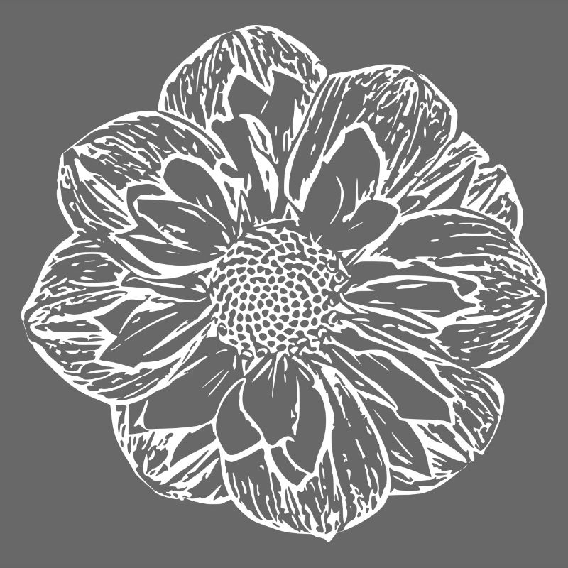 Fleur, Blanc, Fleur Blanche