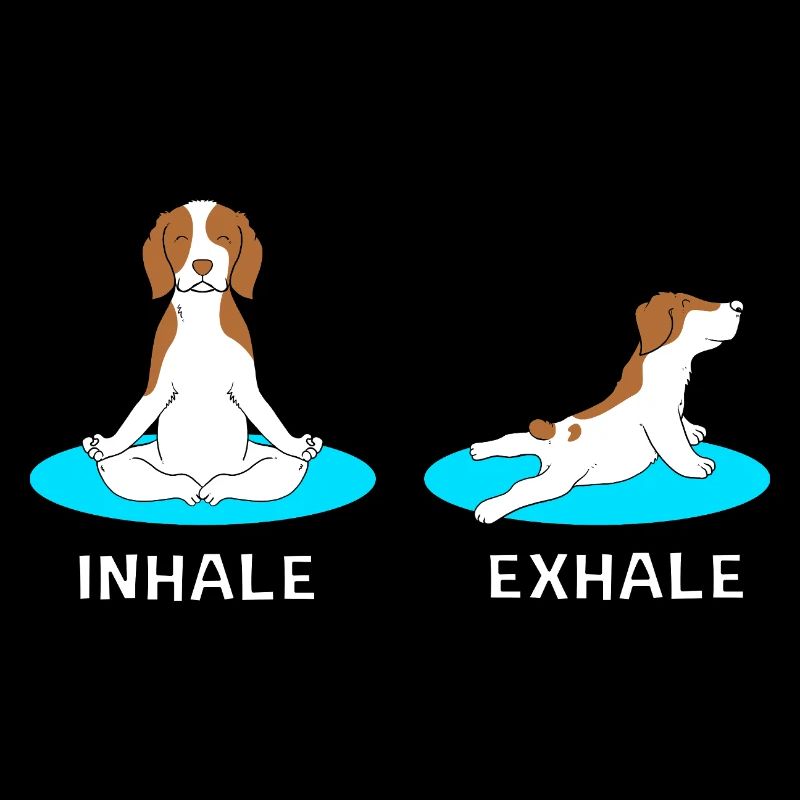 Brittany Dog Brittany Dog