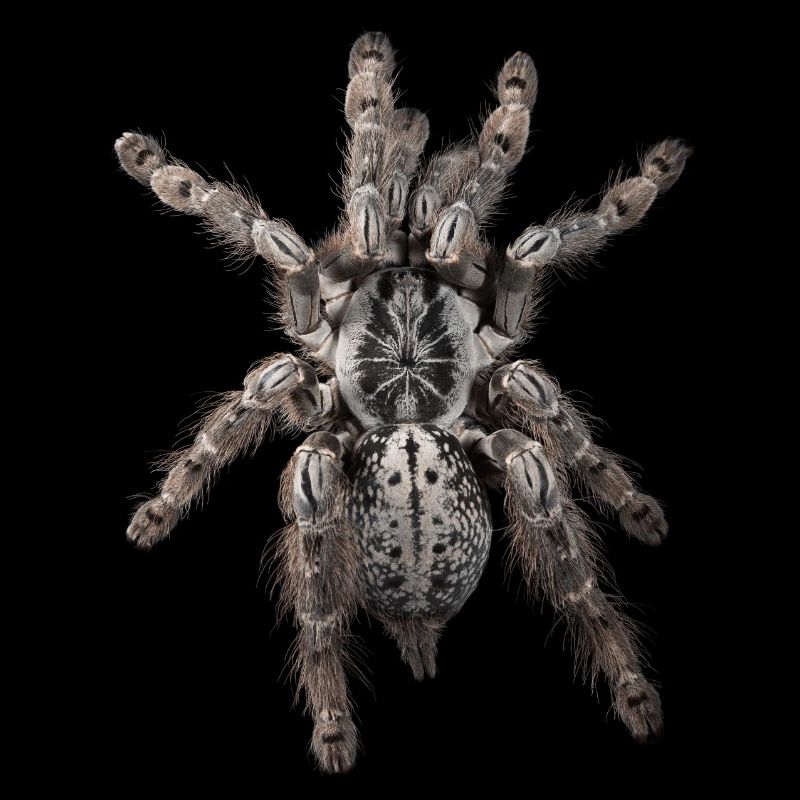 H maculata