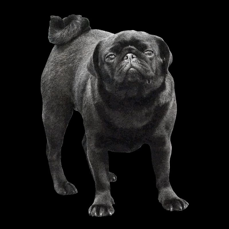 Pug noir