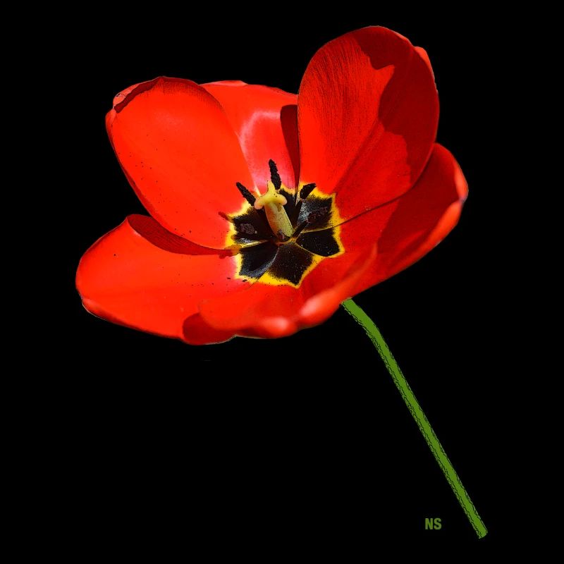Coquelicot rouge