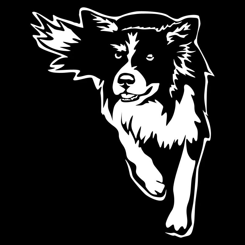 Border Collie «Black Edition»