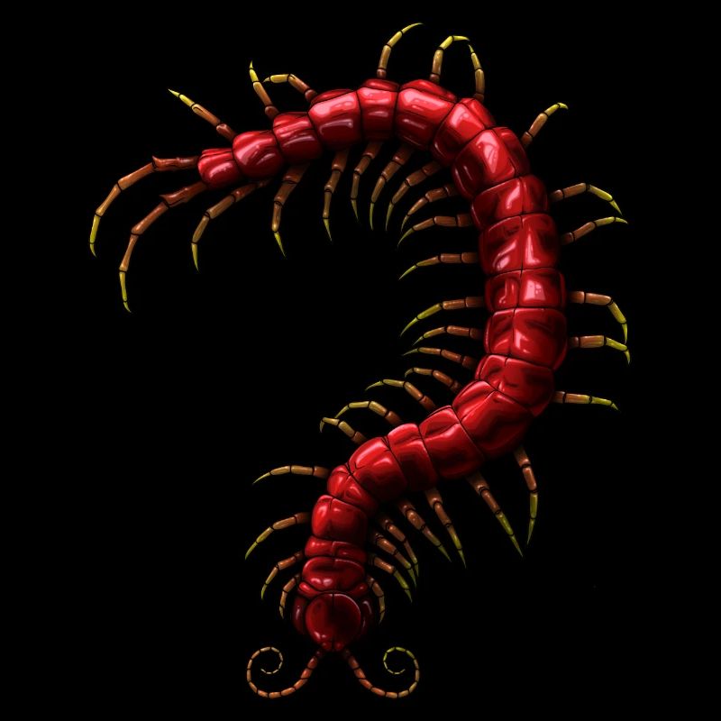 Centipede