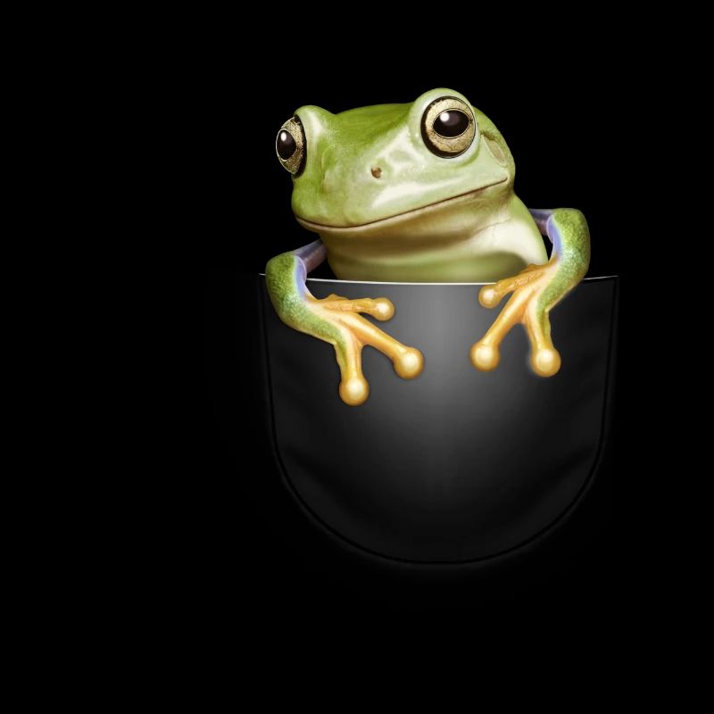 GRENOUILLE DE POCHE