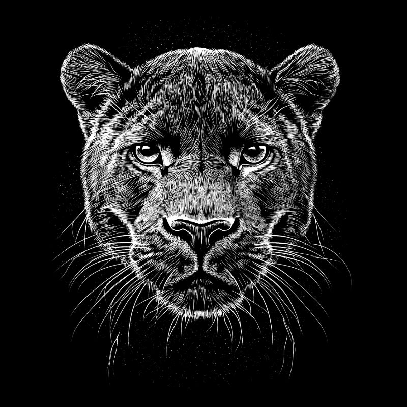 Panthère Portrait Faune Jungle