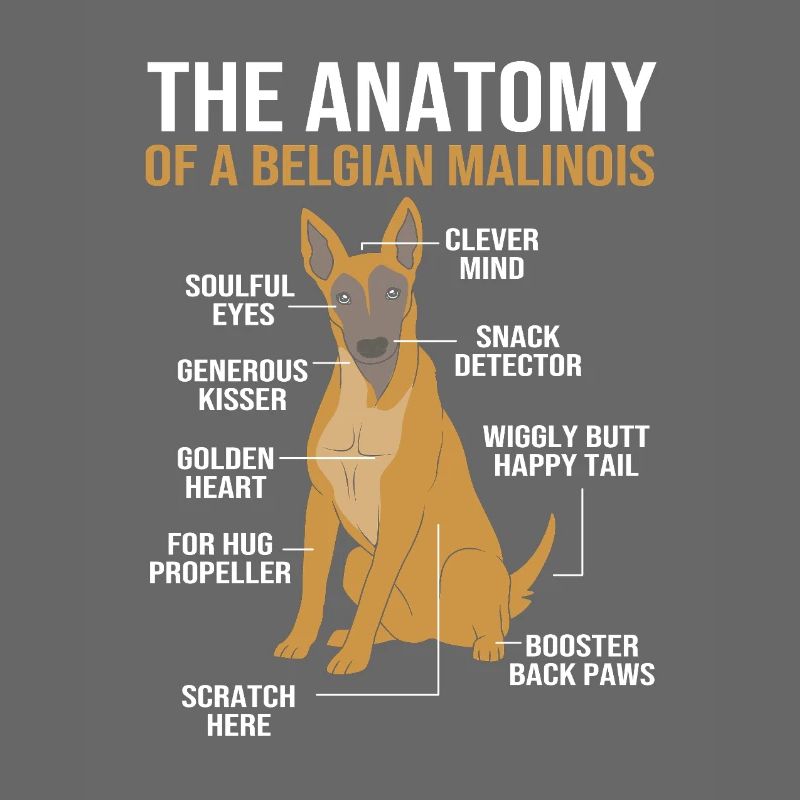 Belgischer Malinois