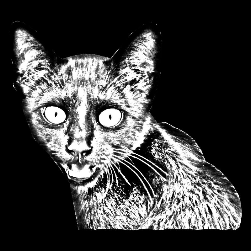 schwarze Katze