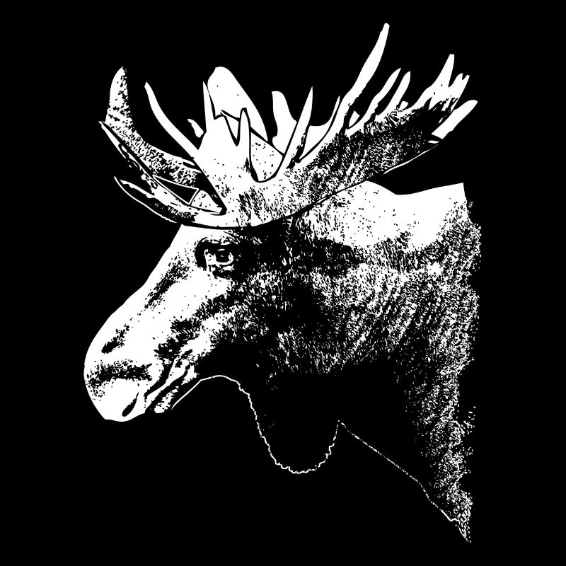 Elch - Moose