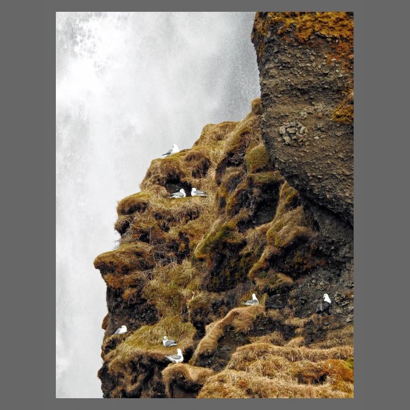 Seevögel, die auf der Klippe nahe dem Wasserfall sitzen, sitzen