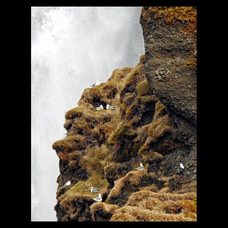 Seabirds sitting on the cliff near waterfall