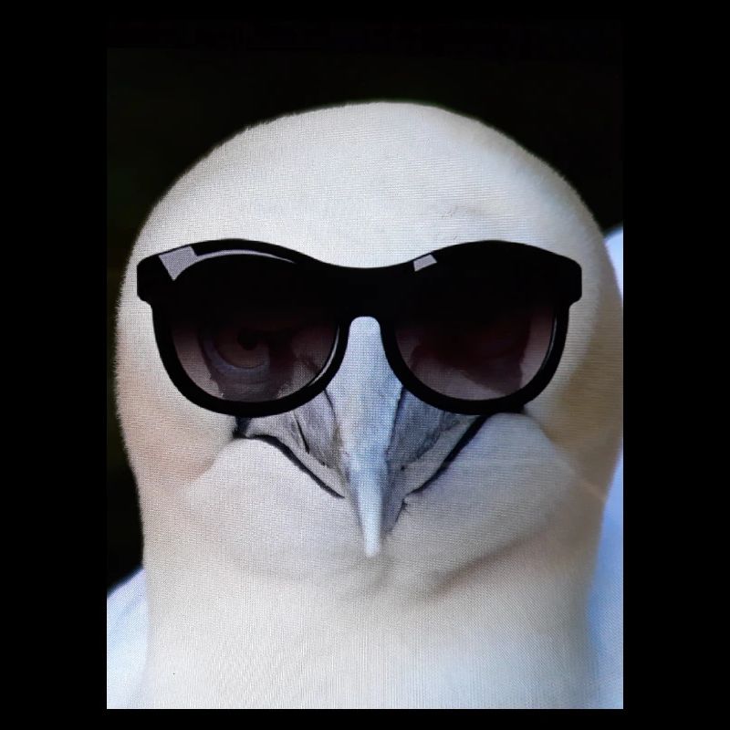 Tölpel, it's cool